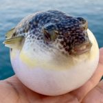 動画編集用のPC